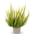 Buntlaubige Knospenheide Sunset Girls� 'Zeta' (S)