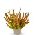 Buntlaubige Knospenheide Sunset Girls� 'Zoe' (S)
