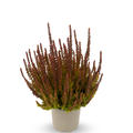 Buntlaubige Knospenheide Sunset Girls� 'Zorina' (S)