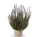 Buntlaubige Knospenheide Sunset Girls� 'Zulu' (S)