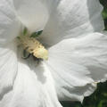 Gartenhibiskus, Hibiscus syriacus, Totus Albus, quer