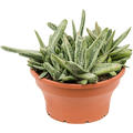 Gasteria 'Little Warty', im 25cm Topf, H�he 25cm, Breite 25cm
