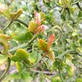 Gedrehte dreibl�ttrige Orange 'Flying Dragon', Poncirus trifoliata 'Flying Drangon'