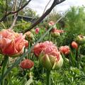 Gef�llte Tulpe 'Copper Image', Tulipa 'Copper Image', Bl�ten