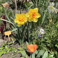 Gef�llte Narzisse 'Tahiti', Narcissus 'Tahiti'