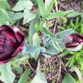 Gef�llte Tulpe 'Black Hero', Tulipa 'Black Hero' 