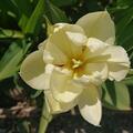 Gef�llte Tulpe 'Exotic Emperor'�, Tulipa 'Exotic Emperor'� 