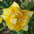 Gef�llte Tulpe 'Foxy Foxtrot', Tulipa 'Foxy Foxtrot'