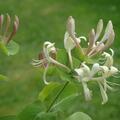 Geissblatt, echtes Geissblatt, Heckenkirsche, Lonicera caprifolium