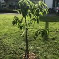 Gelbe S�sskirsche Moonlight, Prunus avium