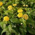 Gelbes Wandelr�schen Lantana