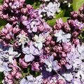Gemeiner Flieder 'Mar�chal Foch', Syringa vulgaris Marechal Foch