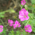 Geranium x riversleaianum 'Russel Prichard', Riverslea-Storchschnabel