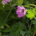 Geranium cinereum 'Ballerina', Geranium cinereum 'Ballerina'