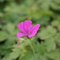 Geranium endressii 'Rosenlicht'