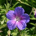 Geranium himalayense 'Gravetye'