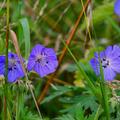 Geranium himalayense 'Gravetye', Geranium himalayense 'Gravetye'
