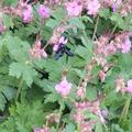 Geranium macrorrhizum 'Czakor', Geranium macrorrhizum 'Czakor'