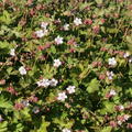 Geranium Spessart Bl�te