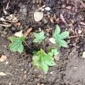 Geranium nodosum, Geranium nodosum