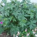 Geranium psilostemon 'Patricia', Geranium psilostemon 'Patricia'