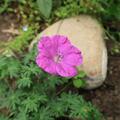 Geranium sanguineum 'Cedric Morris', Geranium sanguineum 'Cedric Morris'