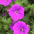Geranium sanguineum x psilostemon 'Tiny Monster' 
