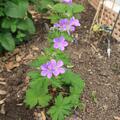 Geranium sylvaticum 'Mayflower', Geranium sylvaticum 'Mayflower'
