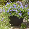 Geranium wallichianum 'Azure Rush' -S-
