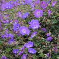 Geranium wallichianum 'Rozanne' 