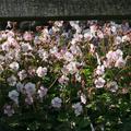 Geranium Biokovo