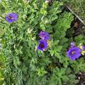 Geranium x magnificum 'Anemoniflorum', Geranium x magnificum 'Anemoniflorum'