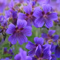 Geranium magnificum