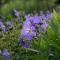 Geranium x pratense 'Johnson's Blue'
