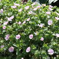Geranium sanguineum 'Apfelbl�te'