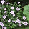 Geranium sanguineum varietas 'Striatum' Blut-Storchschnabel