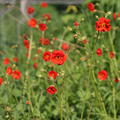 Geum chiloense 'Mrs. Bradshaw'