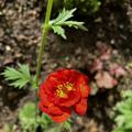 Nelkenwurz, Geum chiloense 'Mrs. Bradshaw', Staude, orange