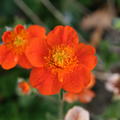 Geum coccineum 'Borisii Strain'
