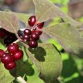 Rote Beeren der Gew�hnlichen Heckenkirsche