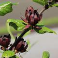 Gew�rzstrauch, Nelkenpfeffer (Calycanthus floridus)