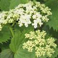 Viburnum dentatum Blue Muffin Bl�ten