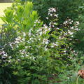 Gillenia trifoliata