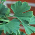 Ginkgobaum 'Menhir'� einzelne Bl�tter