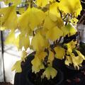 Ginkgobaum 'Menhir'�, Ginkgo biloba 'Menhir'�