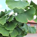 Ginkgo biloba 'Pendula' h�ngende Zweige