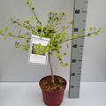 Zwerg-Ginkgo 'Chris Dwarf'