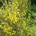 Ginster 'Allgold', Cytisus praecox 'Allgold'