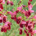 Cytisus scoparius Boskoop Ruby Bl�ten