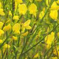 Cytisus Allgold